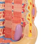 Модель мышечного волокна 3B MICROanatomy, 1000213 [B60], Модели микроанатомические (Small)