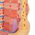 Модель мышечного волокна 3B MICROanatomy - 3B Smart Anatomy, 1000213 [B60], Модели мускулатуры человека и фигуры с мышцами (Small)