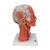 Lebensgroßes Kopfmodell mit Muskulatur, Nerven & Gefäßen, inkl. Gehirn, 5-teilig - 3B Smart Anatomy, 1000214 [C05], Kopfmodelle (Small)