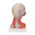 Модель мускулатуры головы и шеи, 5 частей - 3B Smart Anatomy, 1000214 [C05], Модели головы человека (Small)