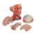 Модель мускулатуры головы и шеи, 5 частей - 3B Smart Anatomy, 1000214 [C05], Модели головы человека (Small)
