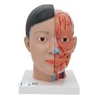 带颈部的亚洲人头部模型，4部分组成 - 3B Smart Anatomy, 1000215 [C06], 头模型
