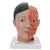 Модель головы и шеи класса «люкс», азиатского типа, 4 части - 3B Smart Anatomy, 1000215 [C06], Модели головы человека (Small)