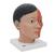 带颈部的亚洲人头部模型，4部分组成 - 3B Smart Anatomy, 1000215 [C06], 头模型 (Small)