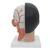 带颈部的亚洲人头部模型，4部分组成 - 3B Smart Anatomy, 1000215 [C06], 头模型 (Small)