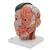 Ázsiai deluxe fej nyakkal, 4 részes - 3B Smart Anatomy, 1000215 [C06], Fej modellek (Small)