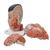 Asian Deluxe Head Model with Neck, 4 part - 3B Smart Anatomy, 1000215 [C06], Head Models (Small)