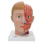 Human Head Model with Neck, 4 part - 3B Smart Anatomy, 1000216 [C07], Head Models