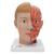 Human Head Model with Neck, 4 part - 3B Smart Anatomy, 1000216 [C07], Head Models (Small)