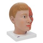 Human Head Model with Neck, 4 part, 1000216 [C07], Head Models (Small)
