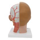 Human Head Model with Neck, 4 part, 1000216 [C07], Head Models (Small)