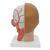 Human Head Model with Neck, 4 part - 3B Smart Anatomy, 1000216 [C07], Head Models (Small)