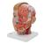 Lebensgroßes Kopfmodell mit Gehirn & Hals, 4-teilig - 3B Smart Anatomy, 1000216 [C07], Kopfmodelle (Small)