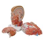 Human Head Model with Neck, 4 part, 1000216 [C07], Head Models (Small)