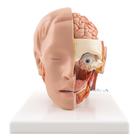 머리모형, 6파트
Head Model, 6 part - 3B Smart Anatomy, 1000217 [C09/1], 머리 모형