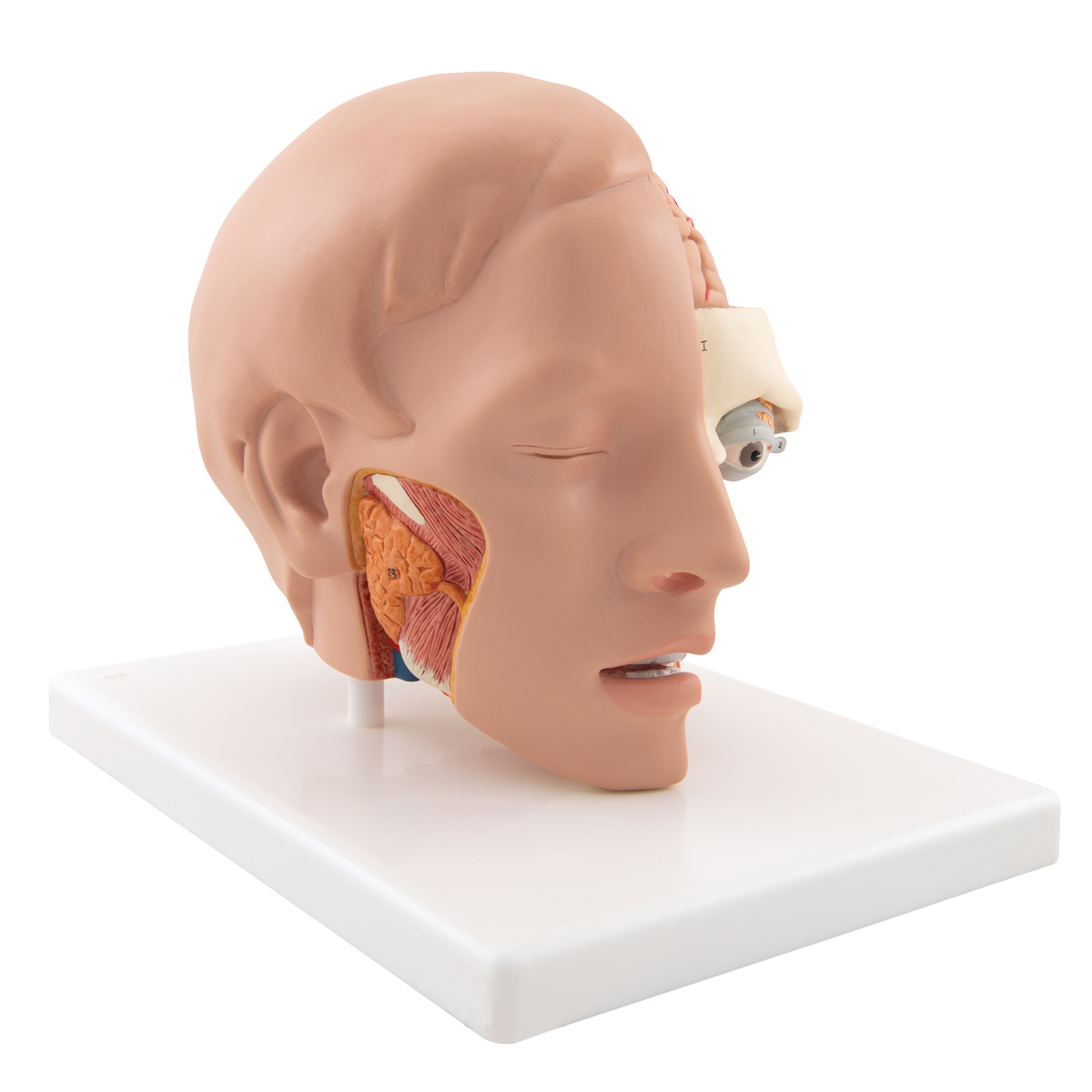 Anatomical Teaching Models - Plastic Anatomy Models - Head Model with 4