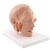 Lebensgroßes Kopfmodell, mit Gehirn, 6-teilig - 3B Smart Anatomy, 1000217 [C09/1], Kopfmodelle (Small)