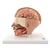 Lebensgroßes Kopfmodell, mit Gehirn, 6-teilig - 3B Smart Anatomy, 1000217 [C09/1], Kopfmodelle (Small)