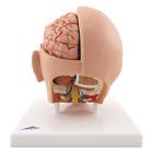 Human Head Model, 6 part, 1000217 [C09/1], Head Models (Small)