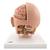 Модель головы, 6 частей - 3B Smart Anatomy, 1000217 [C09/1], Модели головы человека (Small)