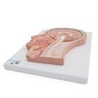 Модель срединного сечения головы - 3B Smart Anatomy, 1021818 [C12], Модели головы человека (Small)