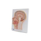 Модель срединного сечения головы - 3B Smart Anatomy, 1021818 [C12], Модели головы человека (Small)