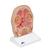 İnsan Kafatasının Frontal Kesit Modeli (Paranazal Sinüsler) - 3B Smart Anatomy, 1012789 [C13/1], Baş Modelleri (Small)