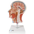Half Head Model with Neck, Muscles, Blodd Vessels & Nerve Branches - 3B Smart Anatomy, 1000221 [C14], Head Models