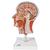 Demi-tête avec musculature - 3B Smart Anatomy, 1000221 [C14], Modèles de têtes (Small)