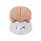 Cérebro para estudos( básico), 2 partes, 1000223 [C15/1], Modelo de cérebro