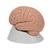 初级大脑模型，2部分组成 - 3B Smart Anatomy, 1000223 [C15/1], 消化系统模型 (Small)