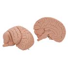 Menschliches Gehirnmodell f&uuml;r Einsteiger, 2-teilig, 1000223 [C15/1], Gehirnmodelle (Small)