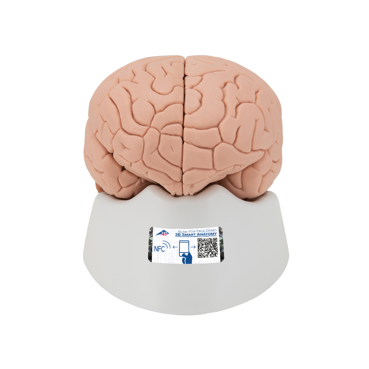 Cross Section Brain Model 2 Pc Color Coded Labeled Durable Soft Foam Science Kit 
