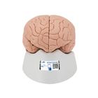 Encéfalo introductorio, desmontable en 2 piezas - 3B Smart Anatomy, 1000222 [C15], Modelos de Cerebro