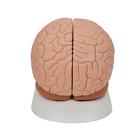 Cerveau en 2 parties, 1000222 [C15], Mod&egrave;les de cerveaux (Small)