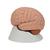 Menschliches Gehirnmodell, 2-teilig - 3B Smart Anatomy, 1000222 [C15], Gehirnmodelle (Small)