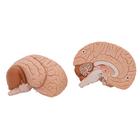 Cerveau en 2 parties, 1000222 [C15], Mod&egrave;les de cerveaux (Small)