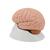 Модель мозга, 4 части - 3B Smart Anatomy, 1000224 [C16], Модели мозга человека (Small)