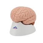 Mod&egrave;le anatomique du cerveau en 4 parties, 1000224 [C16], Mod&egrave;les de cerveaux (Small)