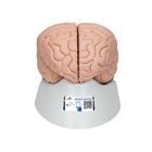 Cerveau en 8 parties - 3B Smart Anatomy, 1000225 [C17], Modèles de cerveaux