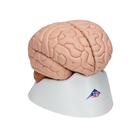 Cerveau en 8 parties, 1000225 [C17], Mod&egrave;les de cerveaux (Small)