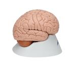 Cerveau en 8 parties, 1000225 [C17], Mod&egrave;les de cerveaux (Small)