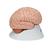Human Brain Model, 8 part - 3B Smart Anatomy, 1000225 [C17], Brain Models (Small)