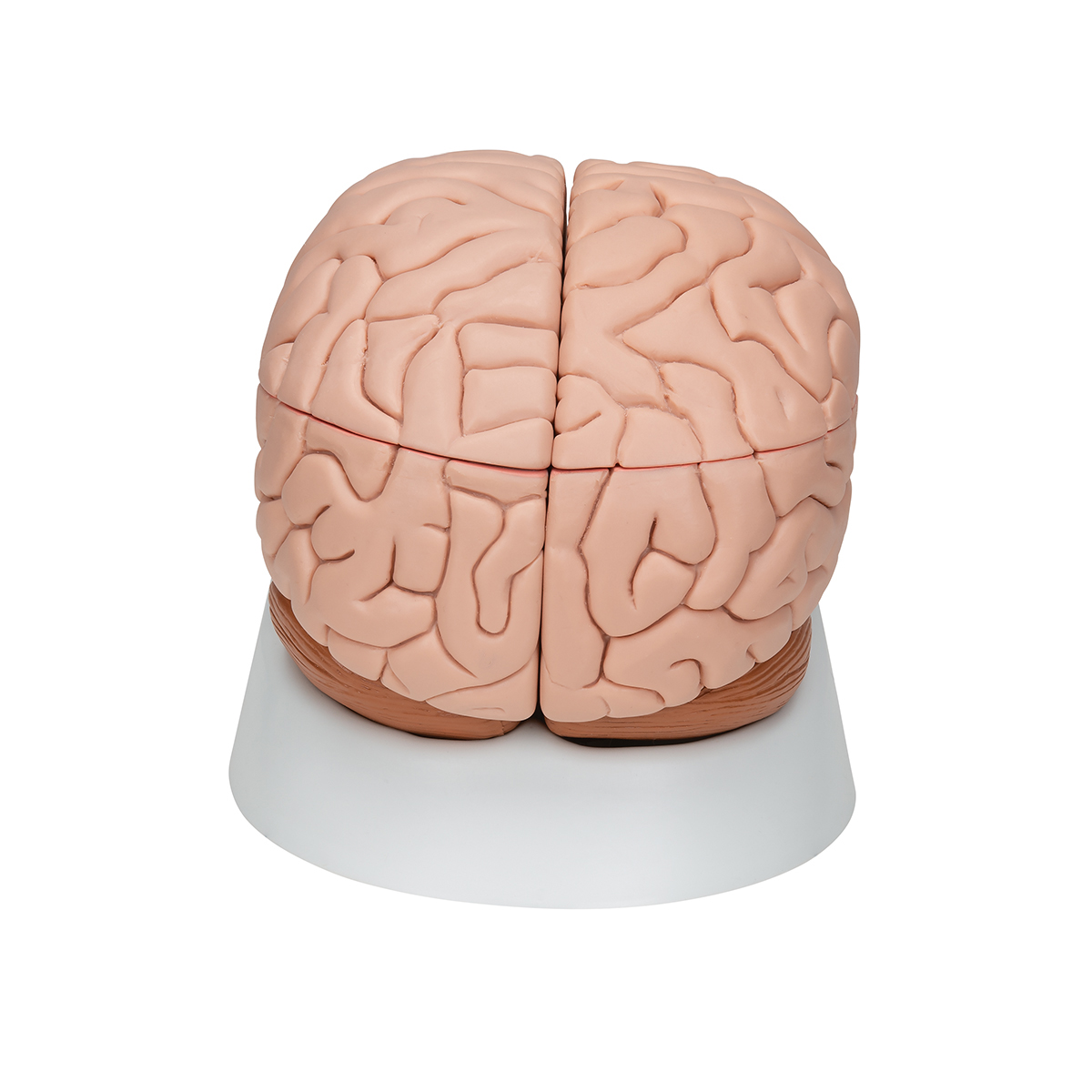 American Educational 7-1414 Eight-Piece Human Brain Model Plastic Includes Base Life-Size 