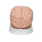 Cerveau en 8 parties, 1000225 [C17], Mod&egrave;les de cerveaux (Small)