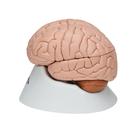 Cerveau en 8 parties, 1000225 [C17], Mod&egrave;les de cerveaux (Small)