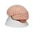 Human Brain Model, 8 part - 3B Smart Anatomy, 1000225 [C17], Brain Models (Small)