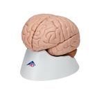Cerveau en 8 parties, 1000225 [C17], Mod&egrave;les de cerveaux (Small)