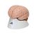 Encéfalo de lujo, desmontable en 8 piezas - 3B Smart Anatomy, 1000225 [C17], Modelos de Cerebro (Small)