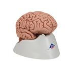 Menschliches Gehirnmodell "Klassik", 5-teilig - 3B Smart Anatomy, 1000226 [C18], Gehirnmodelle